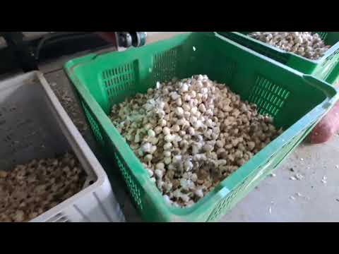 Видео: Вторичная очистка чеснока. 2025г.