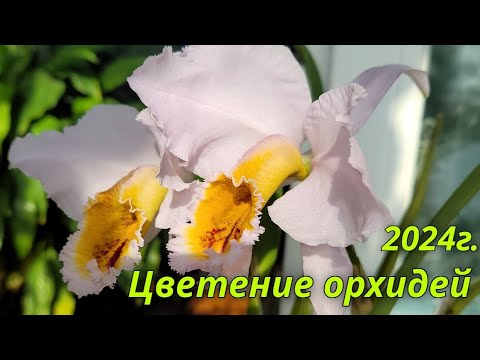 Видео: Цветение орхидей за 2024г.