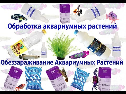 Видео: Обработка или обеззараживание аквариумных растений.