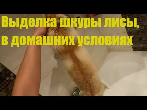 Видео: Выделка шкуры лисы