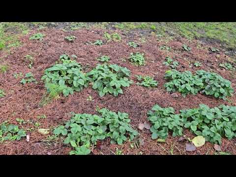 Видео: 31 октября 2025 г.