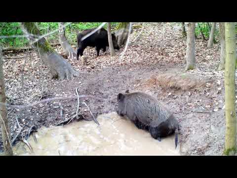 Видео: Что такое биотехния? Подкормка диких животных.