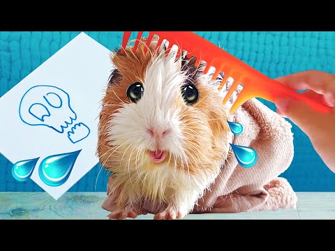 Видео: РУЛЕТКА ЧЕЛЛЕНДЖ! СМЕШНЫЕ ЖИВОТНЫЕ! ПОПРОБУЙ НЕ ЗАСМЕЙСЯ!
