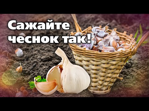 Видео: Как посадить озимый чеснок  Советы опытного садовода
