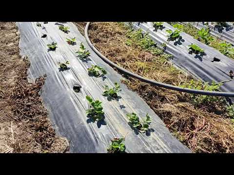 Видео: мои самые рабочие сорта клубники, проверенные временем