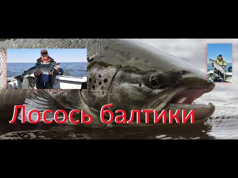 Видео: Крупнейший лосось , слов нет одни эмоции