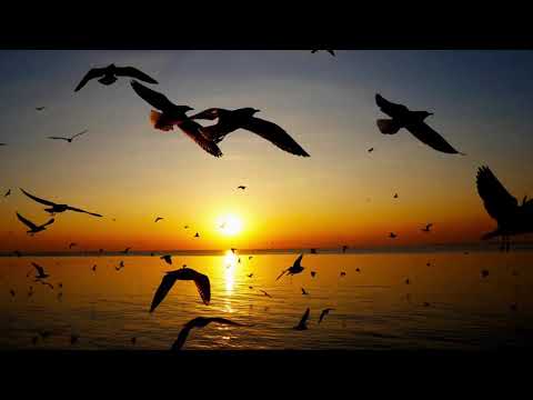 Видео: Медитация. Даосская мудрость.