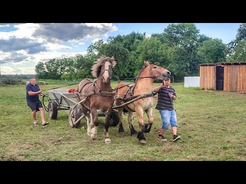 Видео: ПЕРШИЙ УРОК ФЕНЕЗІЇ /РУЖА ЯК ЗАВЖДИ ВИРУЧАЄ👍/ARDEN POLSKI