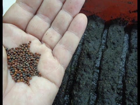 Видео: Посев капусты на рассаду в лоток. Ольга Чернова.