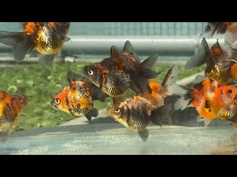 Видео: Редкие цвета ситцевых Риукинов как на международных выставках. Сибирская ферма золотых рыбок.