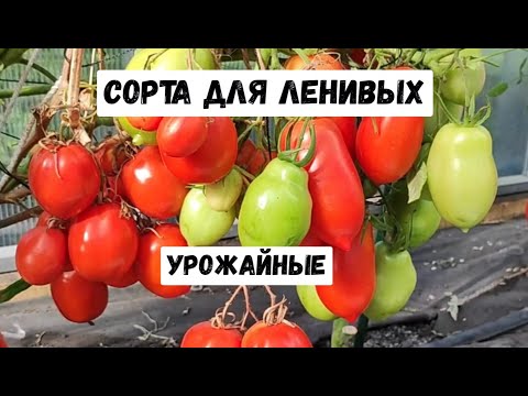 Видео: 10 СОРТОВ ТОМАТА - ПОСАДИЛ И ЗАБЫЛ, САМЫЕ БЕСПРОБЛЕМНЫЕ!