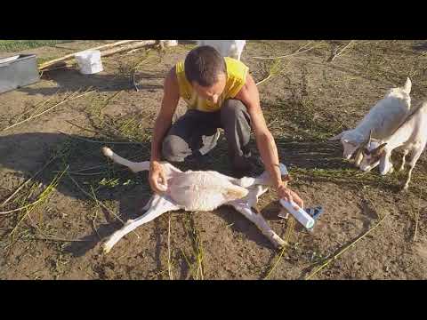 Видео: Кастрация козлов резинками (бескровная кастрация)