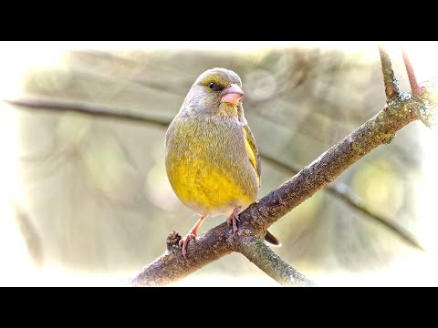 Видео: Зеленушки в апреле. European Greenfinch in April. (Carduelis chloris).