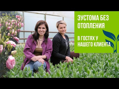 Видео: ВЫПУСК #2    Эустома без отопления