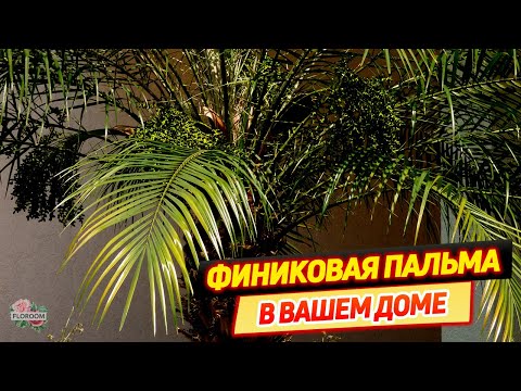 Видео: Финиковая пальма – описание и уход в домашних условиях