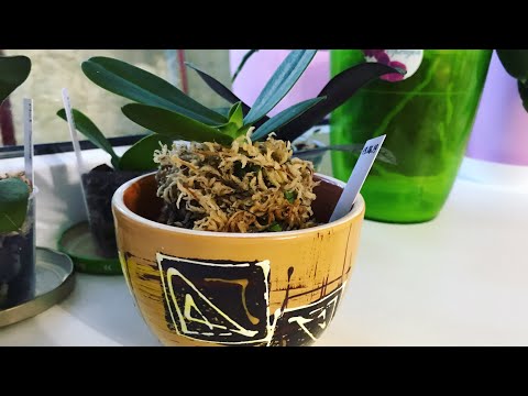 Видео: Новая орхидея из Азии SEDIREA JAPONICA. Посадка на моховую кочку. Немного о растении.
