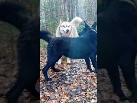 Видео: Лесное трио - глядящее  вдаль.👍