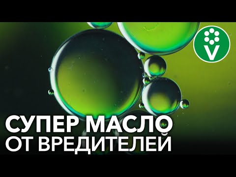 Видео: СНОГСШИБАТЕЛЬНОЕ СРЕДСТВО ОТ ТЛИ и БЕЛОКРЫЛКИ! Усиленный рецепт от вредителей и болезней растений