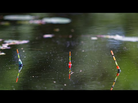 Видео: Жовті карасі Шайби вилітують з лілій Танкового Броду на річці Уж.