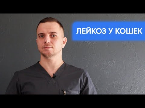 Видео: Лейкоз у кошек. Как предотвратить и лечить? Смотрите полный гайд для владельцев