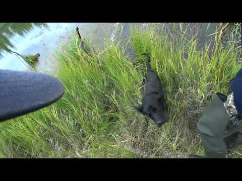 Видео: Охота с лабрадором  Осень 2019 года  Якутия