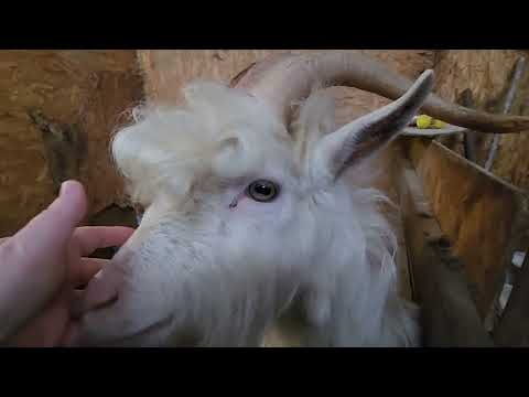 Видео: Наши новости: Судьба Беляша/Разгромили ванную/Для чего БУЖУ георгины