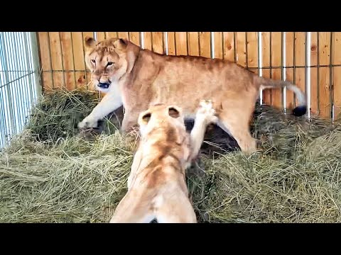 Видео: ВОЛНУЕМСЯ! Львица ВПЕРВЫЕ знакомится с НОВОЙ СЕМЬЁЙ ! Впереди сложная работа - примут ли её ?!