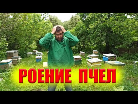 Видео: Все пчелы роятся, период роения пчел, признаки роения у пчел.Почему пчелы заходят в роевое состояние