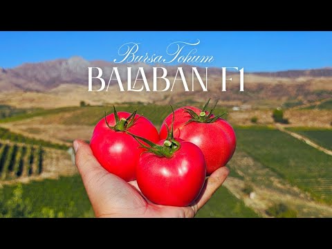 Видео: 2025 ЙИЛ ТЕНГИ ЙУК ПОМИДОР НАВИ 