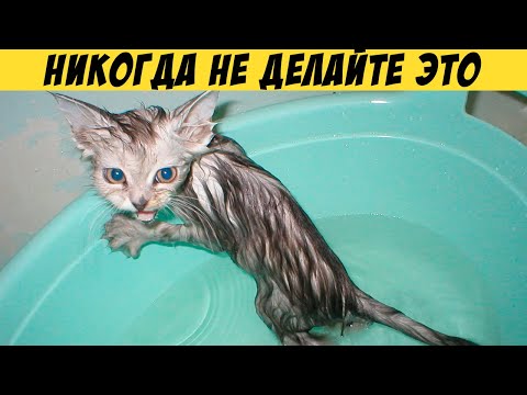 Видео: НИКОГДА НЕ ДЕЛАЙТЕ ЭТО С ВАШЕЙ КОШКОЙ! 12 вещей, которые она ненавидит