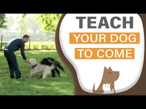Видео: Научите собаку подходить по зову — при любых отвлекающих факторах