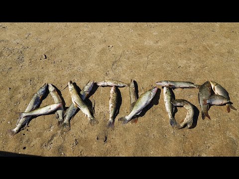 Видео: Я СНОВА ПОПАЛ В РАЙ/ Рыбалка в Селитренном/ Троллинг/ ДЖИГ/ Ловля на ВИШНЮ.(инвективная лексика! )