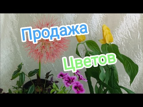 Видео: 1часть🪴🌱🍀 ПРОДАЖА цветов ДОМАШНЕЙ КОЛЛЕКЦИИ