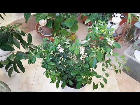 Видео: Джунгли в квартире.  Полет над кустом муррайи или такая корова нужна самому😊