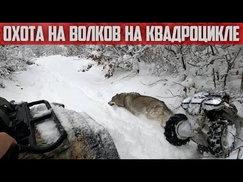 Видео: Большая охота на квадроцикле !!! Охота на волков / Волк / Волкособ / Питбуль / Питбули в снегу.