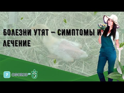 Видео: Болезни утят — симптомы и лечение