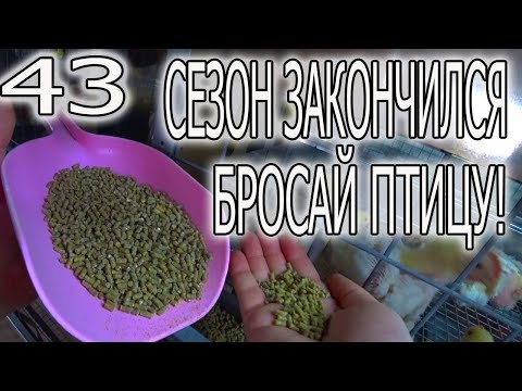 Видео: ДОМАШНИЙ, ПОКУПНОЙ КОРМ И НЕ ТОЛЬКО!