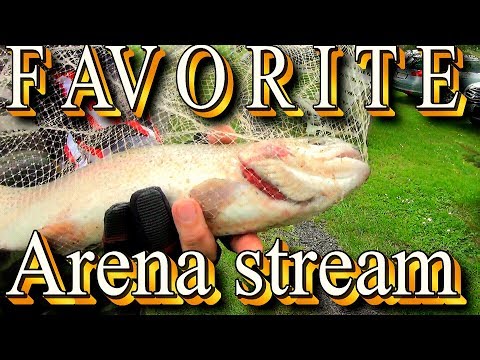 Видео: Форелевая рыбалка Берлин - Favorite Arena stream.