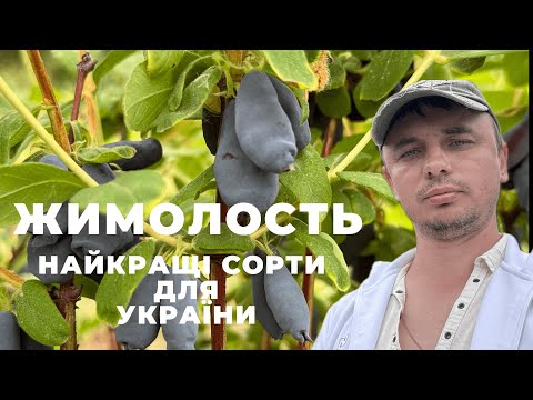 Видео: 18 Найкращих сортів жимолості. Огляд врожайності та тест смаку,