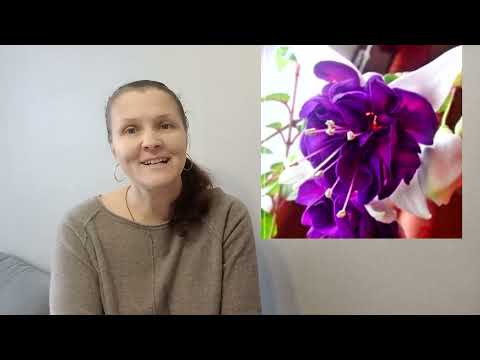 Видео: ФУКСИИ В ЗИМНИЙ ПЕРИОД .  ГДЕ ЛУЧШЕ СОХРАНЯТЬ . ОБЯЗАТЕЛЬНАЯ ФОРМИРОВКА .