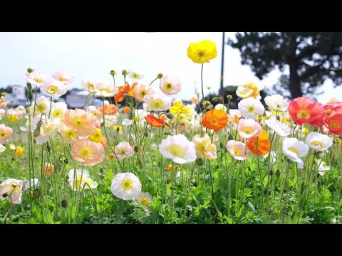 Видео: 🥰 Пение Птиц, Самые Красивые Виды Природы🌸Расслабляющее видео с Природой для Отдыха, Сна и медитации
