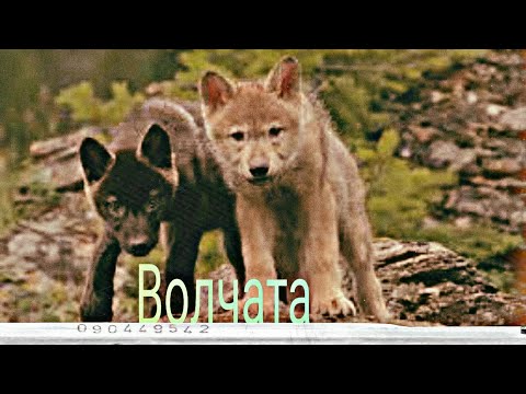 Видео: Клип "Волчата" ЯрмаК