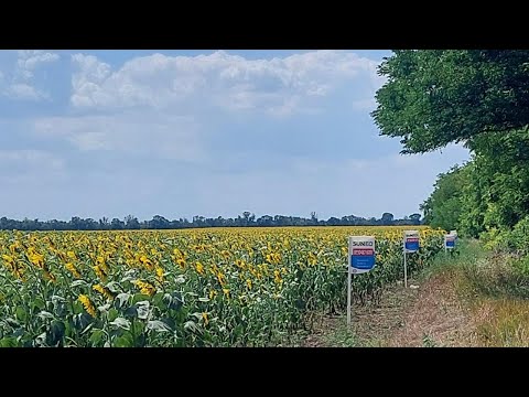 Видео: Збирання демо ділянок лімагрейн.14 вересня 2025 р.