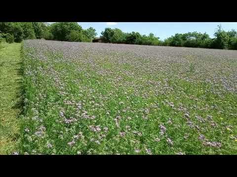 Видео: Мед з АКАЦІЇ та ФАЦЕЛІЇ.