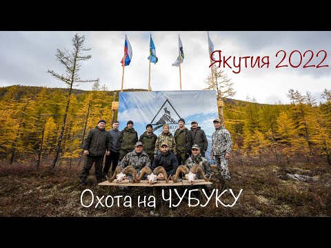 Видео: Охота на Якутского снежного барана (Чубуку)