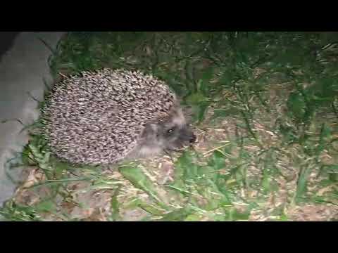 Видео: Ёжик