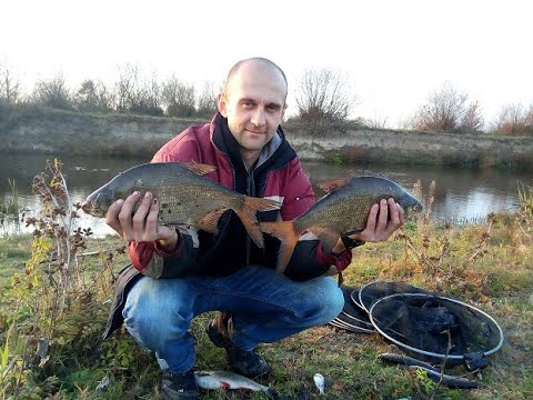 Видео: Рибалка осінню на фідер. р. Горинь. Лящ. Плотва. Подуст