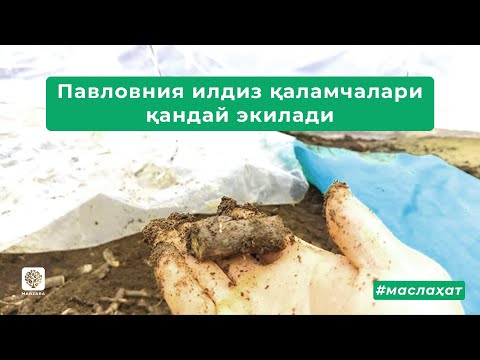 Видео: Павловния илдиз қаламчалари қандай экилади   #Павлония #Pavloniya #Paulowia #Pavlonia #Manzara