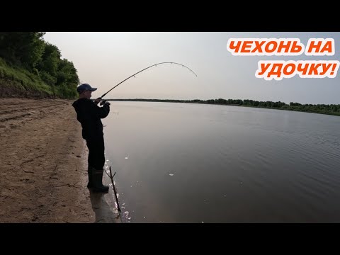 Видео: ЧЕХОНЬ НА УДОЧКУ! Как её ловить и снасть для дальнего заброса!