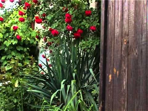 Видео: Силвия Владимирова- Мома Ангелина